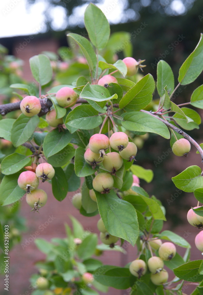 Fruits of crab apple, tiny green apple fruits, summer garden, ornamental tree Fruits of crab apple, tiny green apple fruits, summer garden, ornamental tree