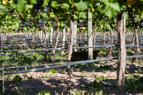 Finca y bodegas de actividad vitivinicola de la provincia de Mendoza Argentina. photo