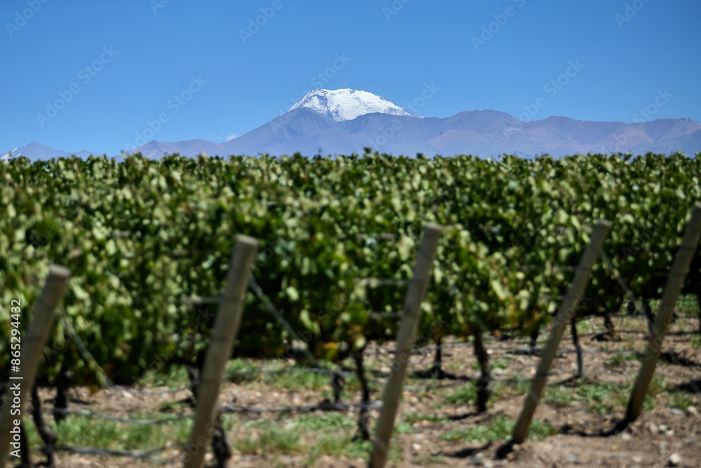 Finca y bodegas de actividad vitivinicola de la provincia de Mendoza Argentina. Finca y bodegas de actividad vitivinicola de la provincia de Mendoza Argentina.