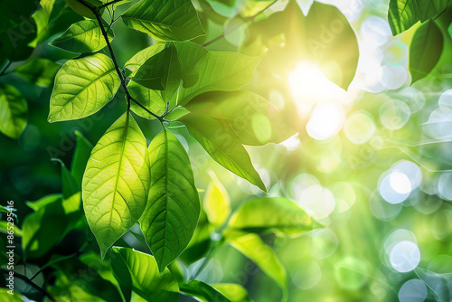 Green leaves with the sun's rays peeking through, highlighting their translucent beauty