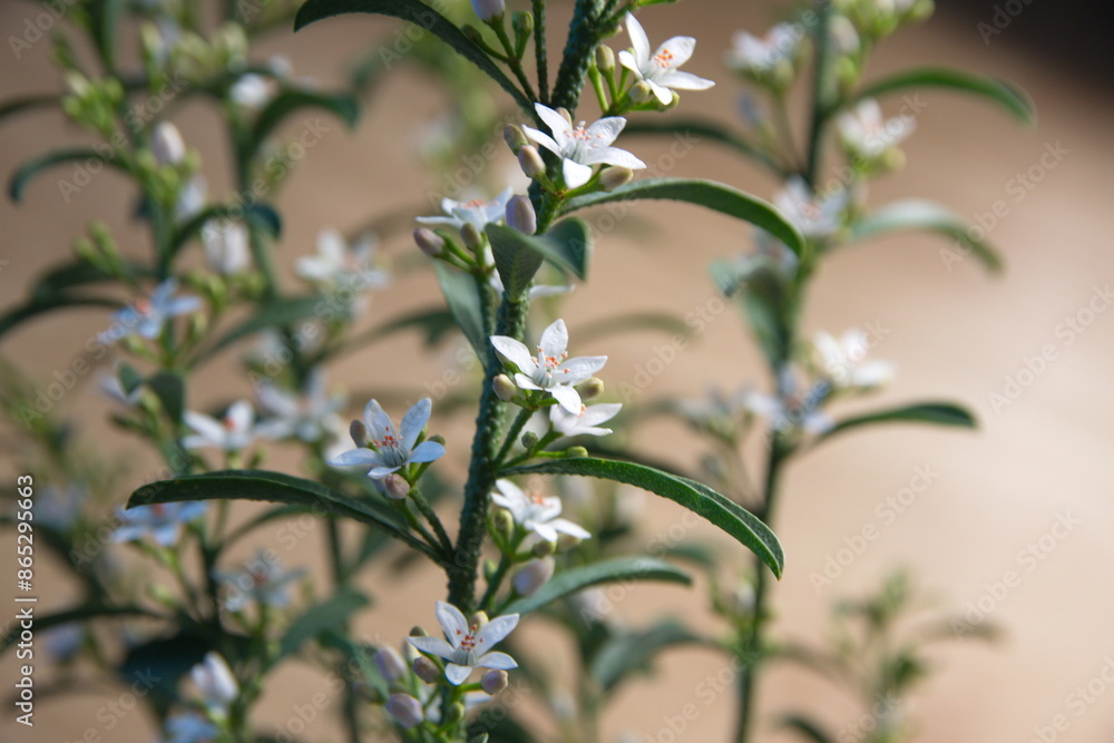 Philotheca myoporoides in bloom, Eriostemon myoporoides,  long-leaf wax flower, on wooden beige background