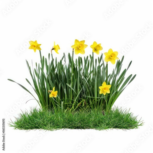 A lush garden filled with bright daffodils, isolated with room for text on a clean background