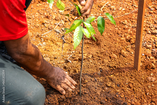 Reforestation in Malaysia involves the deliberate planting of trees and restoring forested areas that have been depleted or destroyed. 