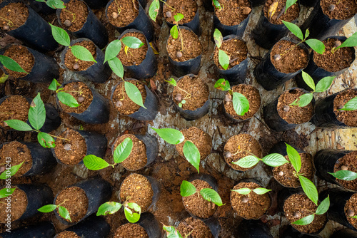 Reforestation in Malaysia involves the deliberate planting of trees and restoring forested areas that have been depleted or destroyed. 