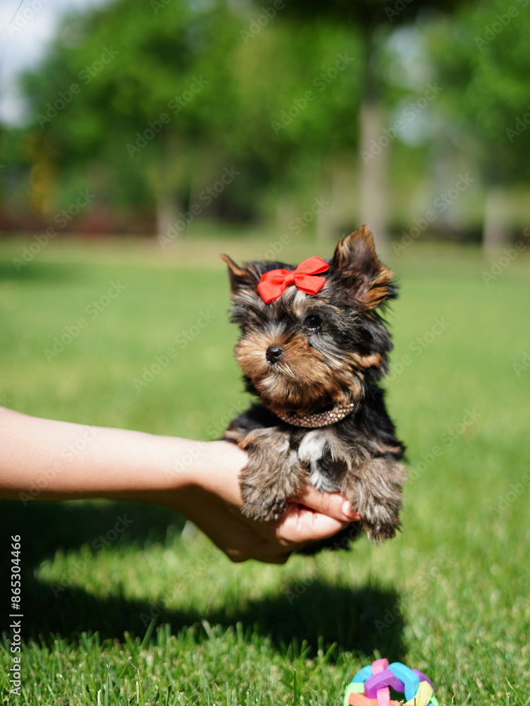 Yorkshire Terrier Puppy Sitting on Green Grass. Fluffy, cute dog Looks at the Camera. Domestic pets Yorkshire Terrier Puppy Sitting on Green Grass. Fluffy, cute dog Looks at the Camera. Domestic pets