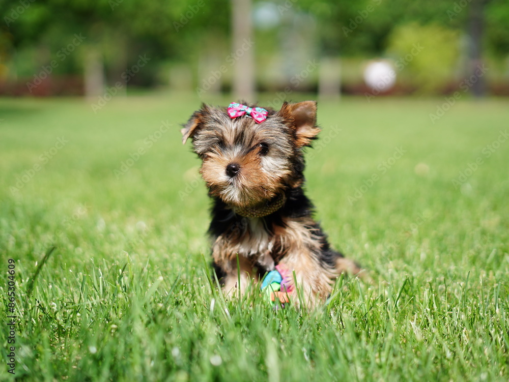 Yorkshire Terrier Puppy Sitting on Green Grass. Fluffy, cute dog Looks at the Camera. Domestic pets Yorkshire Terrier Puppy Sitting on Green Grass. Fluffy, cute dog Looks at the Camera. Domestic pets