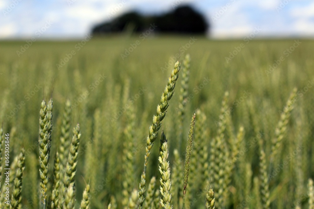 an ear of ripening green rye against the background of a rye field in June in the south of Bavaria. an ear of ripening green rye against the background of a rye field in June in the south of Bavaria.