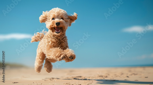 Happy Poodle Leaping with Joy on a Sunny Beach with Clear Blue Skies photo