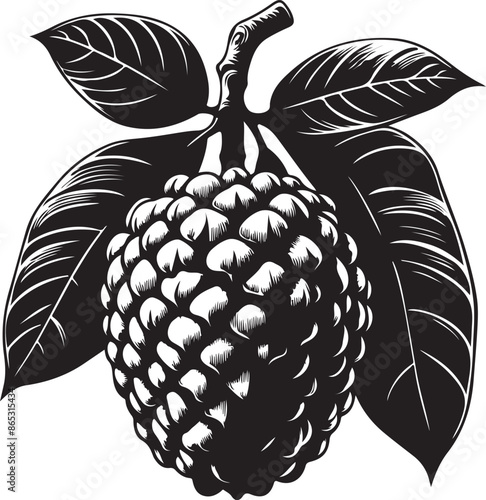 Annona squamosa silhouette vector style design  black color . white color background