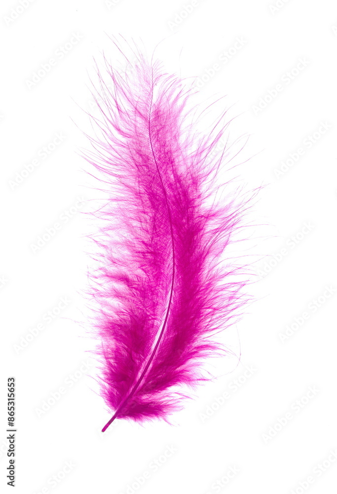 Red magenta bird feather on white background Red magenta bird feather on white background