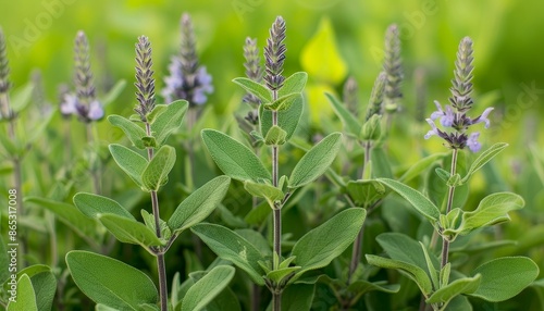 sage plant photo