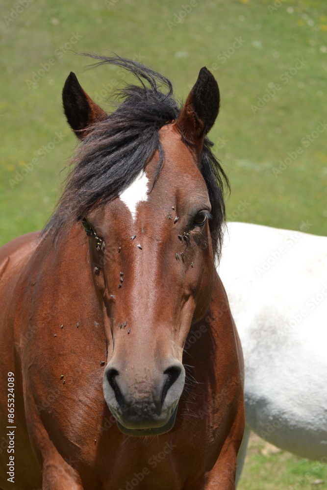 Naklejka premium portrait of a horse