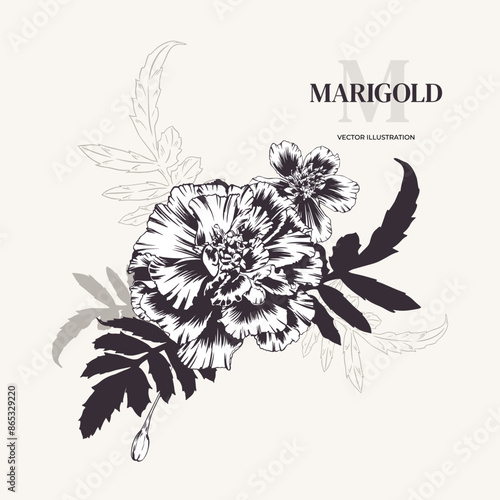Marigolds, flower arrangement. Vector illustration. Monochrome bouquet of tagetes with greenery. Sempasuchitl in outline style, engraving. Background, card, invitation, Diwali, Day of the Dead