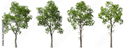 Photos Cutout hardwood trees grown standing set on transparent backgrounds 3d illustrat