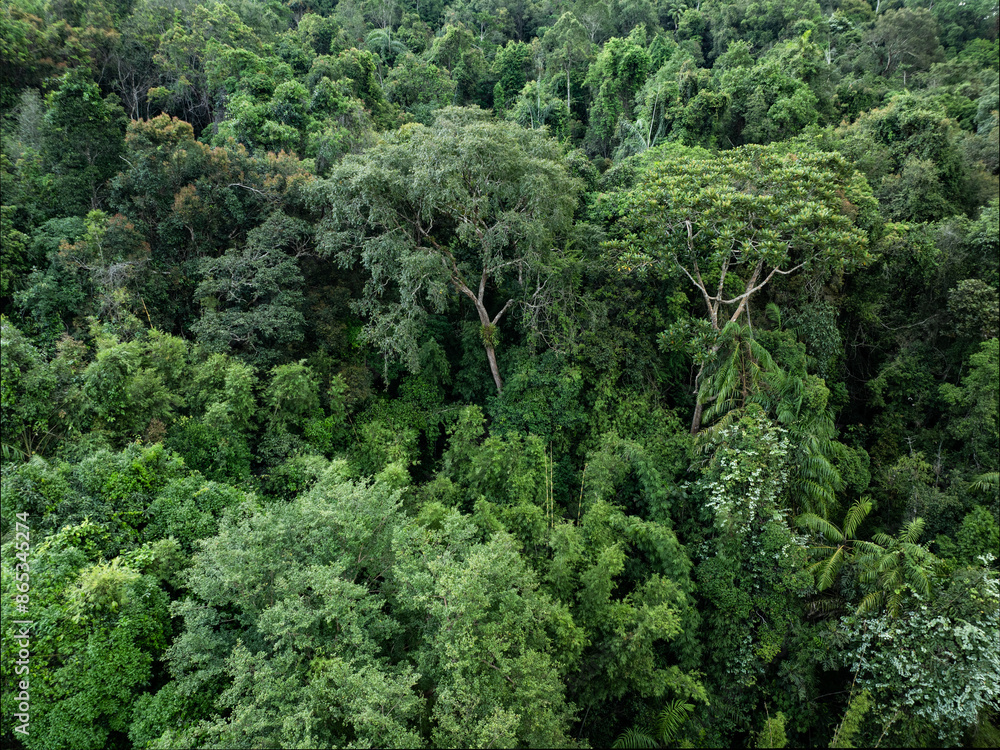 View from above, stunning aerial view of a rainforest. Khao Sok National Park, Thailand.