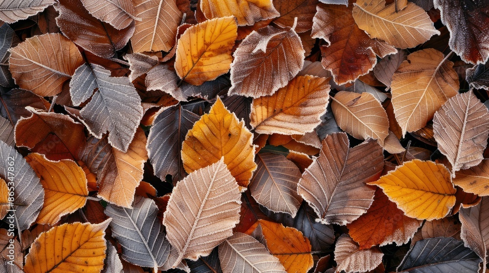 A close-up of frost-covered autumn leaves on the ground A close-up of frost-covered autumn leaves on the ground