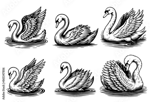 detailed swan illustrations in black and white line art vector collection photo