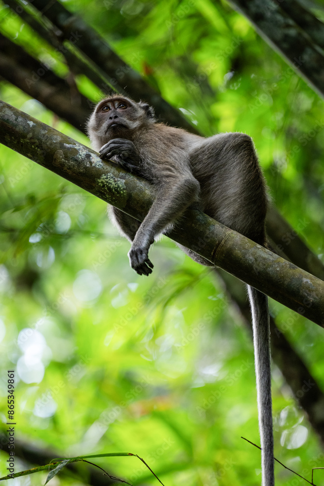 Stunning portrait of a long tailed macaque lying on a branch in the Khao Sok National Park, Thailand.