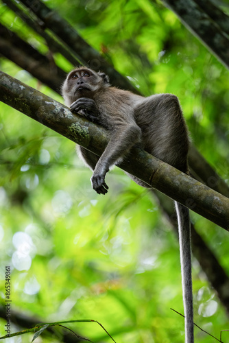 Obraz na płótnie Stunning portrait of a long tailed macaque lying on a branch in the Khao Sok National Park, Thailand. w salonie