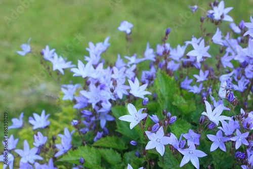 Bluebell flowers, lat. Campanula poscharskyana in the garden. Favorite flowering rock plant good for natural background. photo