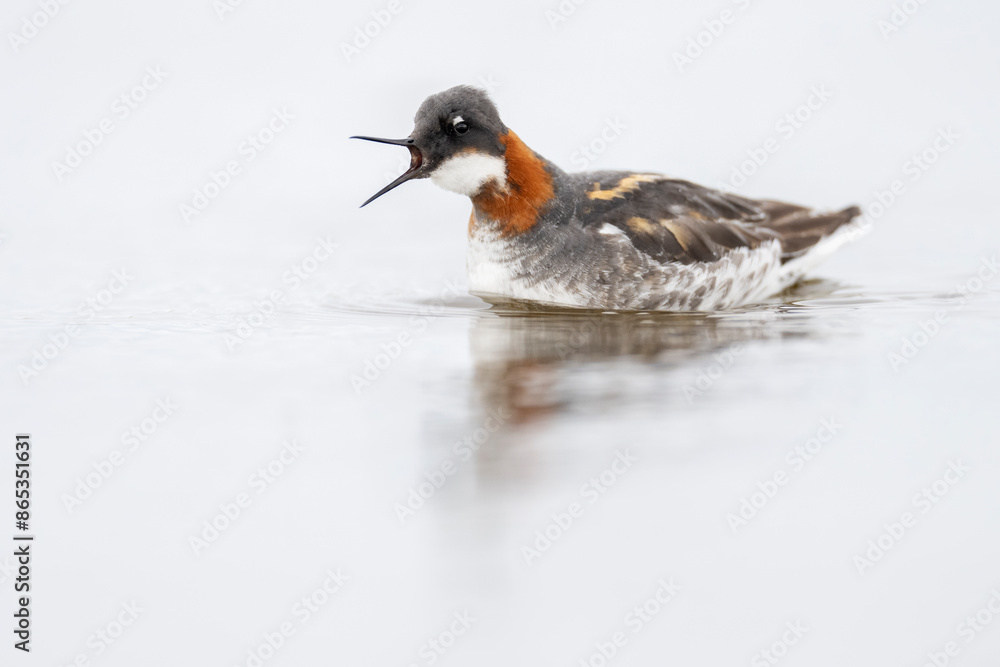 Red-necked phalarope (Phalaropus lobatus) on water, calling, Varanger Peninsula, Finnmark, Norway. June. Red-necked phalarope (Phalaropus lobatus) on water, calling, Varanger Peninsula, Finnmark, Norway. June.