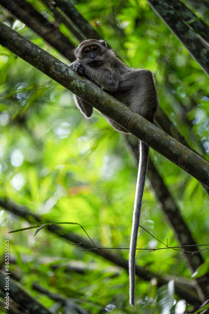 Stunning portrait of a long tailed macaque lying on a branch in the Khao Sok National Park, Thailand.
