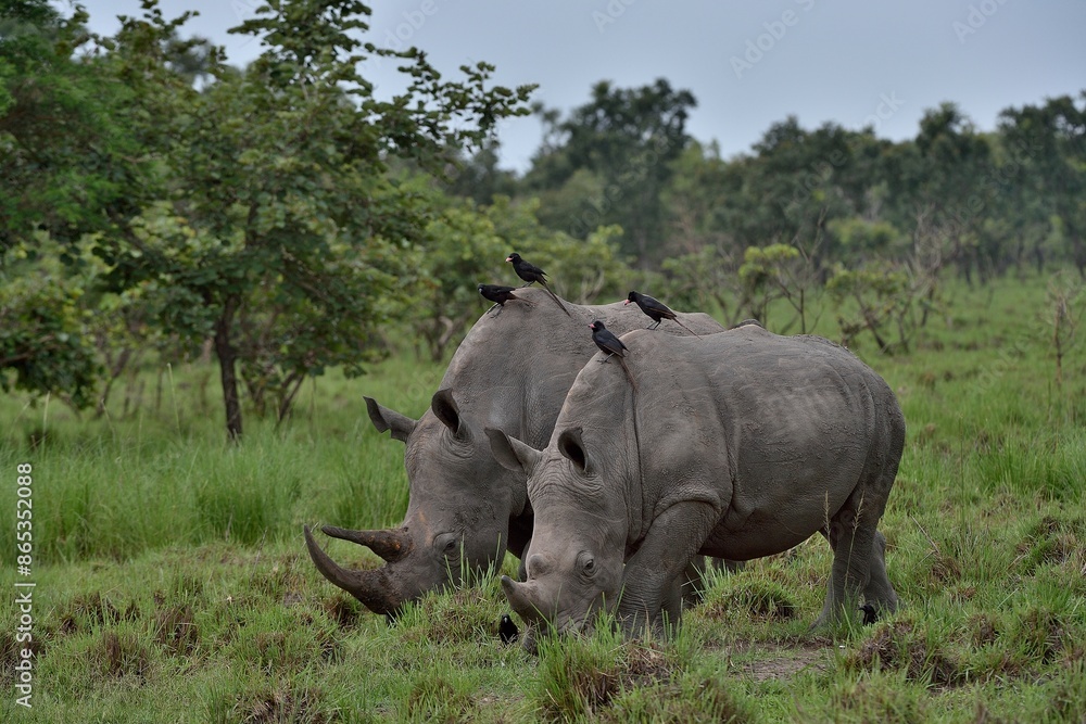 Two Northern white rhinos (Ceratotherium simum cottoni) grazing on grassland, Ziwa Rino sanctuary, Uganda. Critically endangered. Two Northern white rhinos (Ceratotherium simum cottoni) grazing on grassland, Ziwa Rino sanctuary, Uganda. Critically endangered.