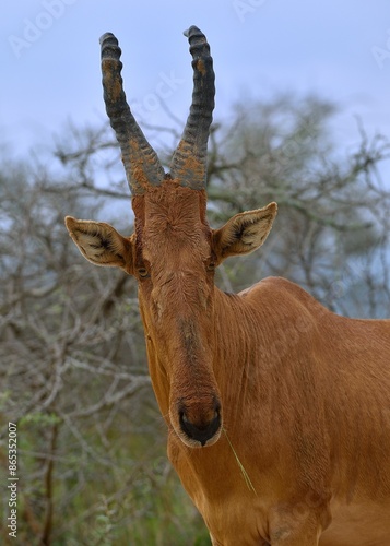 Hartebeest (Alcelaphus Buselaphus) head portrait, Uganda.  photo