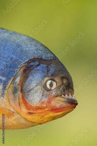 Red-bellied piranha (Pygocentrus nattereri) head portrait, Pantanal, Mato Grosso, Brazil.  photo