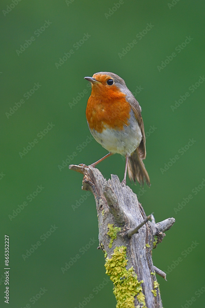 European robin (Erithacus rubecula) perched on dead branch, Navarre, Spain. June. European robin (Erithacus rubecula) perched on dead branch, Navarre, Spain. June.