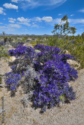 Mojave indigo bush (Psorothamnus arborescens) in flower, Mojave National Preserve, Mojave desert, California, USA. May.  photo