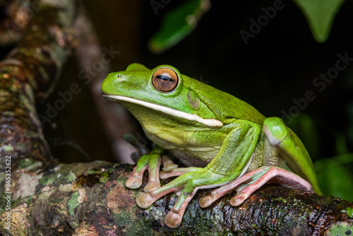 White-lipped green tree frog (Litoria infrafrenata) portrait, Etty Bay, Wet Tropics World Heritage area, Queensland, Australia.  