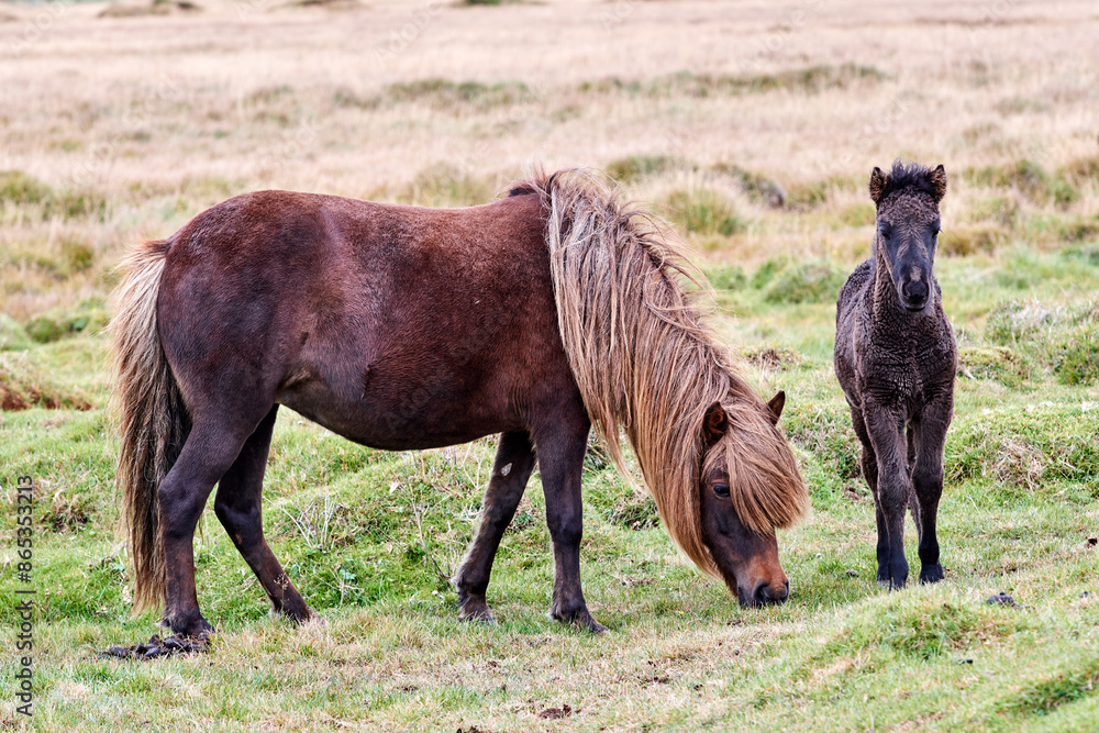 Icelandic horse (Equus caballus) mare and foal, grazing on grassland, Iceland. September. Icelandic horse (Equus caballus) mare and foal, grazing on grassland, Iceland. September.