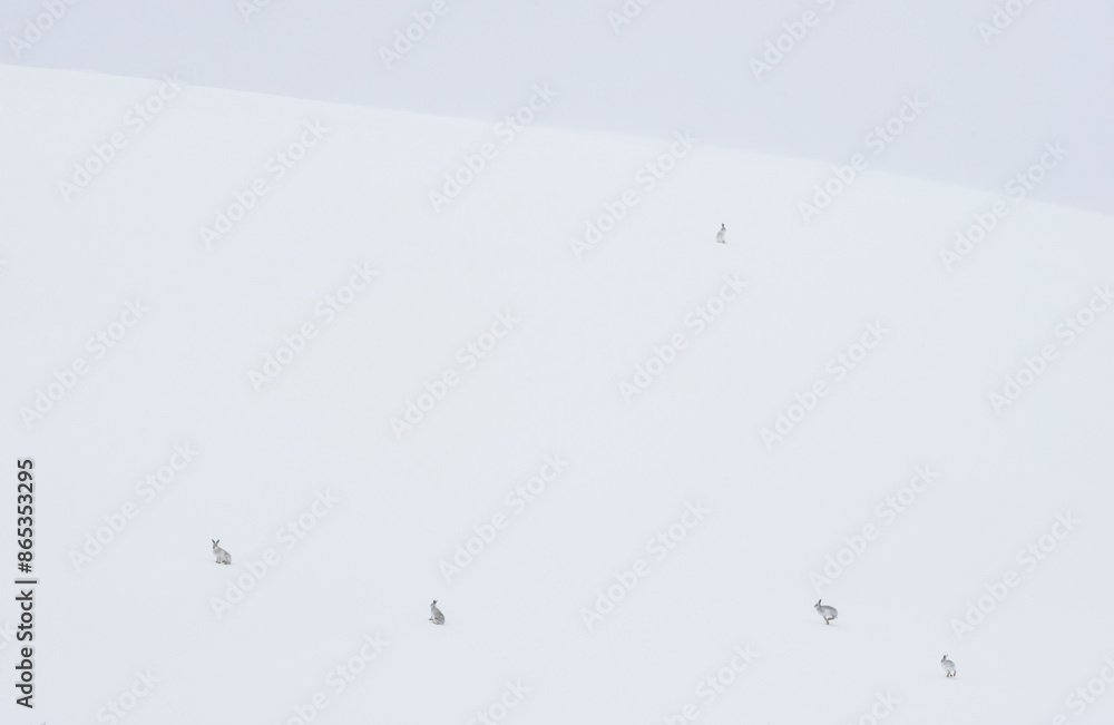 Five Mountain hares (Lepus timidus) on a snow slope high in the mountains, Cairngorms National Park, Scotland, UK. February. Five Mountain hares (Lepus timidus) on a snow slope high in the mountains, Cairngorms National Park, Scotland, UK. February.