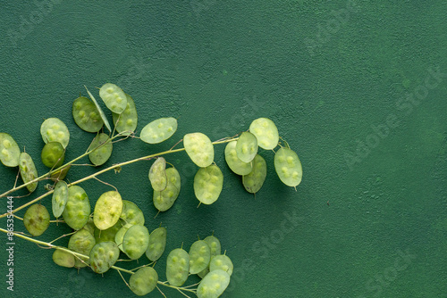 Green leafy background. Lunaria annua leaves. Dried flower money plant. Branch