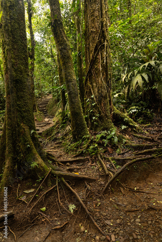 rainforest in the Tenorio National Park in Costa Rica © alexbuess