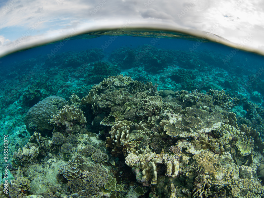 Fototapeta premium Healthy corals cover a beautiful reef slope on a remote island in the Forgotten Islands of Indonesia. This scenic, tropical region harbors extraordinary marine biodiversity.