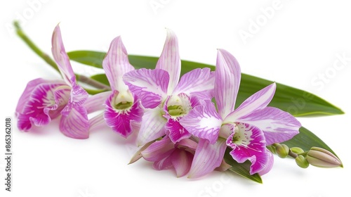 Isolated White Background Dendrobium Orchids Variety Prao