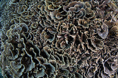 Healthy corals cover a beautiful reef slope on a remote island in the Forgotten Islands of Indonesia. This scenic, tropical region harbors extraordinary marine biodiversity.