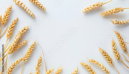 Frame made of wheat spikelets on white background
