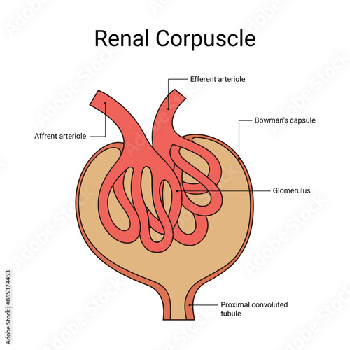 Renal Corpuscle Anatomy Medical Design