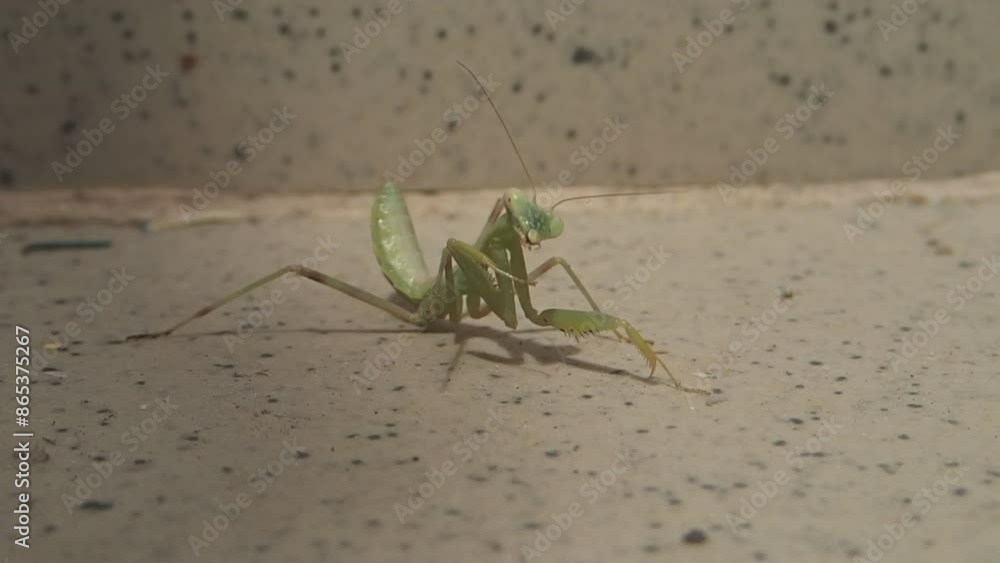 Young European mantis (Mantis religiosa) Young European mantis (Mantis religiosa)