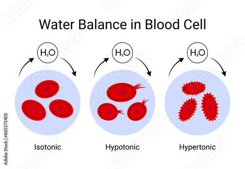 Illustration of Water Balance in Blood Cell Vector Design