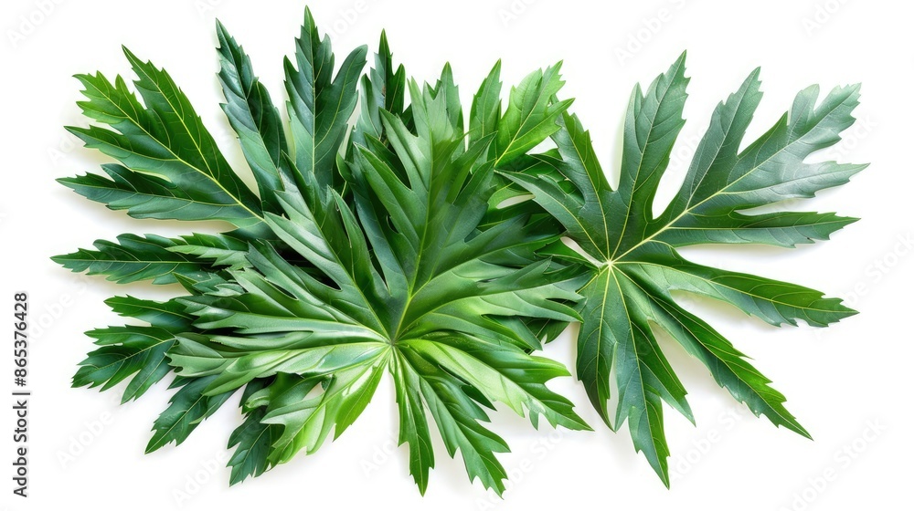 Artistic arrangement of palm kale leaves isolated on a pure white background, perfect for design projects Artistic arrangement of palm kale leaves isolated on a pure white background, perfect for design projects