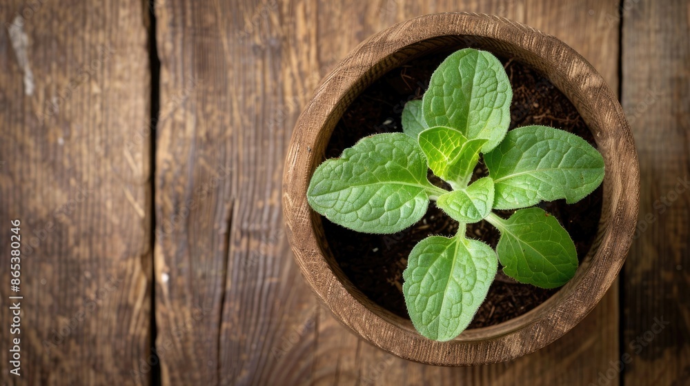 Top-down view of a fresh sunflower seedling in a wooden bowl, showcasing its green leaves against a wooden surface in natural light Top-down view of a fresh sunflower seedling in a wooden bowl, showcasing its green leaves against a wooden surface in natural light
