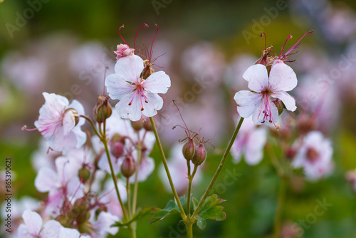 Geranium cantabrigiense Biocovo in bloom in summer garden photo