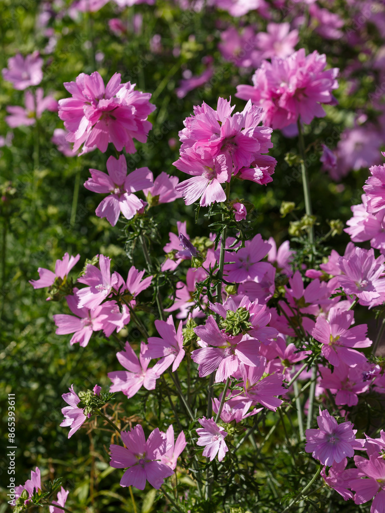 Malva moschata is a plant species of the genus Malva Malva moschata is a plant species of the genus Malva