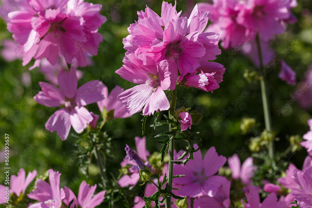 Naklejka premium Malva moschata is a plant species of the genus Malva