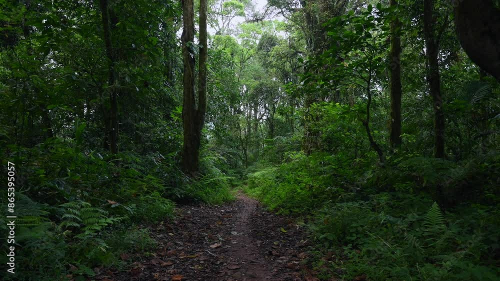Drone flight in the tropical forest in Bali. Nature background of a rainforest. Drone flight in the tropical forest in Bali. Nature background of a rainforest.