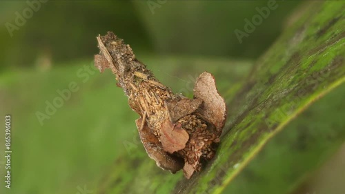 A Bagworm larva (Megalophanes stetinensis) crawls on the leaf, India photo